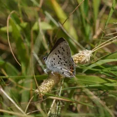 Gray Copper thumbnail 2