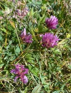 Parry Clover thumbnail 3