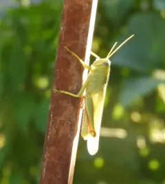 Green Bird Grasshopper thumbnail 1