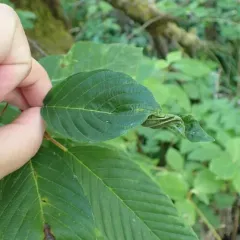 Coffeeberry Midrib Gall Moth thumbnail 1