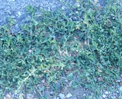 Oval Leaf Knotweed thumbnail 3