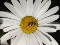 Stenostrophia tribalteata thumbnail 2