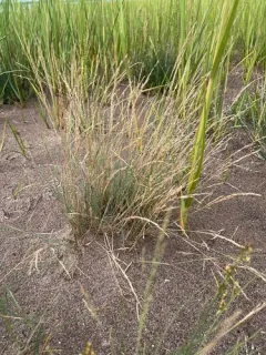 Common Saltmarsh-grass thumbnail 2