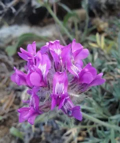 Bessey's Locoweed thumbnail 1