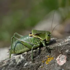 coulee cricket thumbnail 4