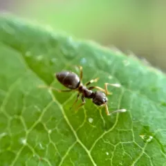 Woodland Fuzzy Ant thumbnail 3
