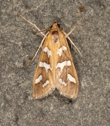 Fractured Western Snout