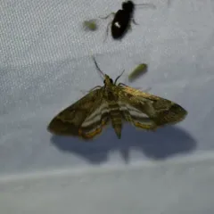 Obscure Pondweed Moth thumbnail 2
