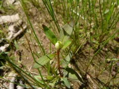 Dasineura lysimachiae thumbnail 3