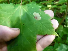 Sugar Maple Blotchminer thumbnail 3