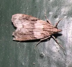 Eudonia spenceri thumbnail 4
