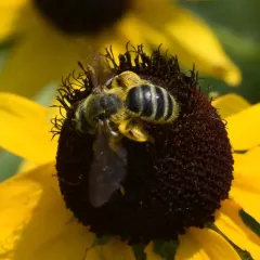 Coneflower Mining Bee thumbnail 4