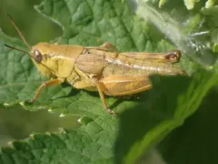 Oregon Short-winged Grasshopper thumbnail 1