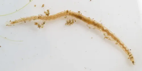 Ophidonais serpentina