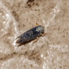 Scaphoideus pullus thumbnail 4