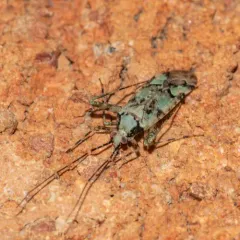 lime plant bug thumbnail 2
