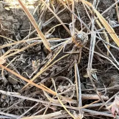 Pard Grasshopper thumbnail 4
