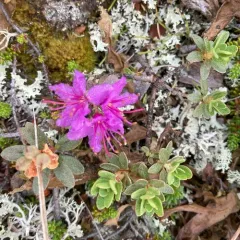 Lapland Azalea thumbnail 4