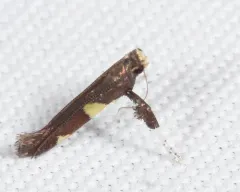 Caloptilia cornusella thumbnail 3