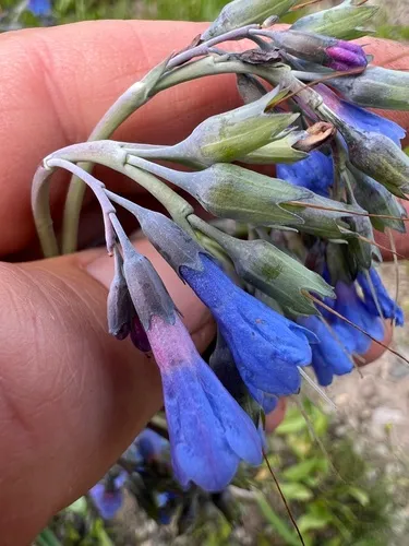 Idaho Bluebells
