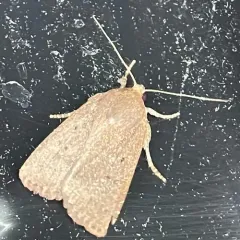 Mouse Moth thumbnail 3