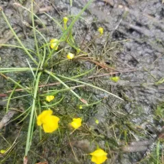 humped bladderwort thumbnail 4