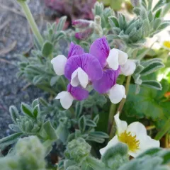 silky beach pea thumbnail 1