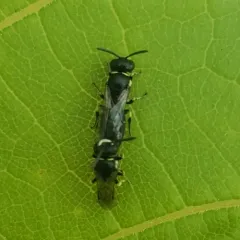 Little Masked Bee thumbnail 3