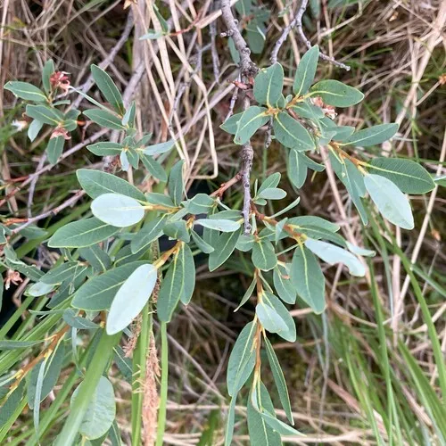 bog willow