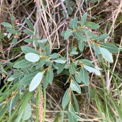 bog willow thumbnail 1