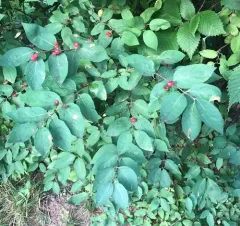 Fly Honeysuckle thumbnail 3