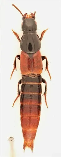 Quedius bicoloris