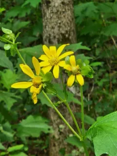 bear's foot thumbnail 3