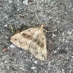 Dark Phalaenostola Moth thumbnail 4
