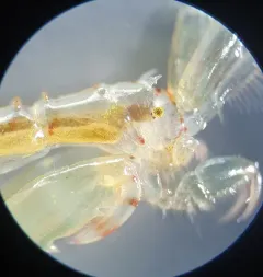 Metacaprella kennerlyi thumbnail 4