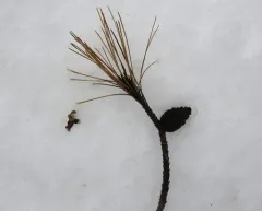 black pine thumbnail 4