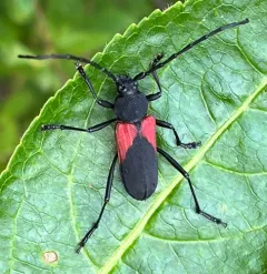Red Triangle Long-horned Beetle thumbnail 2