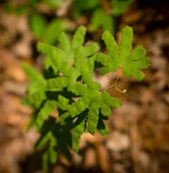 Hartford fern thumbnail 2