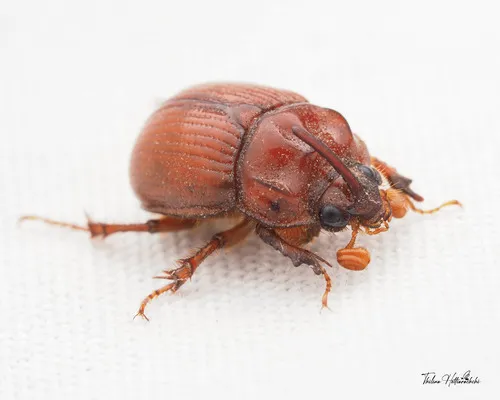 Odonteus filicornis