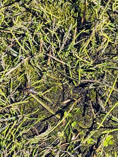 Black-margined Marsh Fly