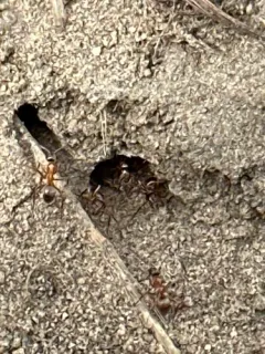 Bright Mound Ant thumbnail 3