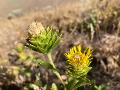 Pyrrocoma radiata thumbnail 2