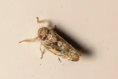 Osbornellus clarus thumbnail 4