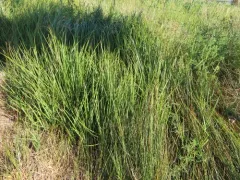 narrow-leaved sedge thumbnail 2