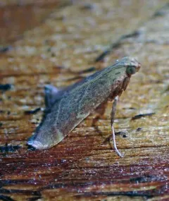 Arta epicoenalis thumbnail 2