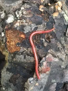 Strigamia bothriopus thumbnail 1