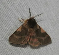 Bean's Tiger Moth thumbnail 3