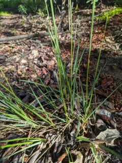 Purple Reedgrass thumbnail 3