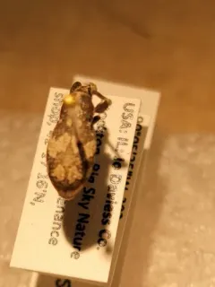 Imbricated Snout Beetle thumbnail 4