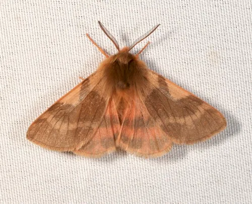 Bean's Tiger Moth